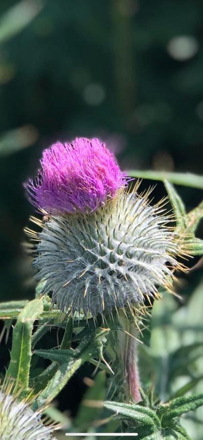 Number Twenty Six - 2 Miles From Elie Beach - 15Mins To St Andrews Colinsburgh Екстер'єр фото